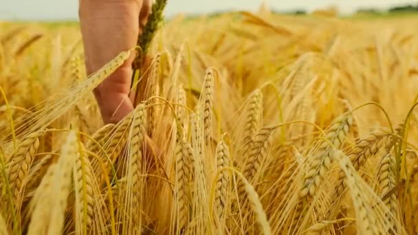 小麦收获。法默用手掌触摸耳朵，动作缓慢。成熟的小麦。农民和小麦田。成熟的黄色小麦穗. — 图库视频影像