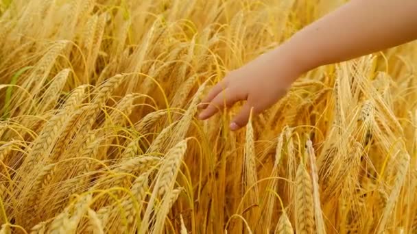 Grano maturo. La mano del bambino tocca le spighe di grano. Spikelets di grano giallo maturo primo piano. Movimento lento. Raccolta del grano. — Video Stock
