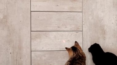 Cat and laser dot.playful kitten. Black and gray striped kittens play with with laser glowing toy .Kitten and toys.domestic Pet.