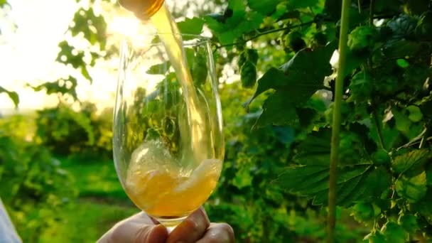 Beer pours into a glass in the sun. Beer in glass beer glass on green hops background. slow motion.Hop cones and beer. — Stockvideo