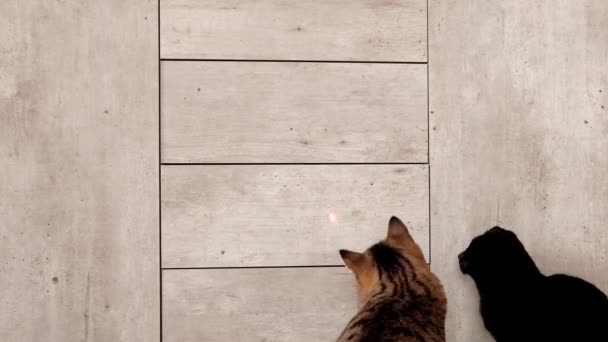 Gatto e laser dot.playful gattino. I gattini a strisce nere e grigie giocano con il giocattolo incandescente del laser.. — Video Stock