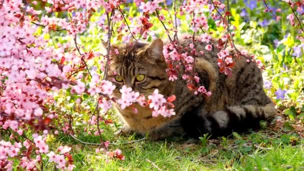 꽃피는 나뭇가지에 앉은 고양이. 밭의 햇살 속에서는 회색 탁자 고양이와 분홍빛 꽃나무가 꽃을 피웁니다. 애완 동물. 피어나는 모습을 한 고양이의 모습 — 비디오
