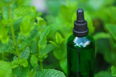 Nane aromalı yağ. Yeşil naneli yeşil cam şişe. Romaterapi ve homeopati. Organik Nane Yağı