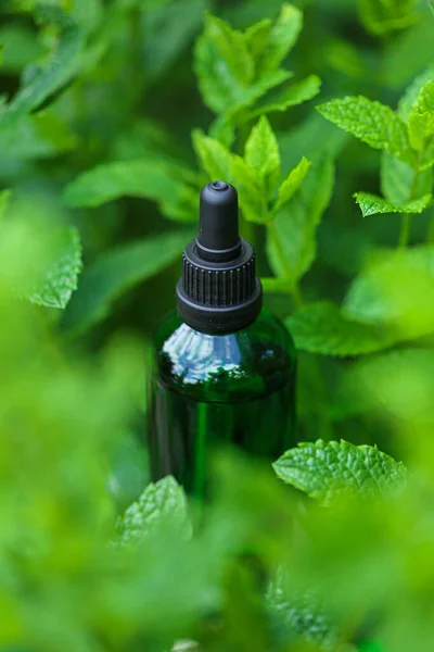 Ефірна олія м'яти м'яти. Зелена пляшка в зеленій свіжій м'яті. Ароматерапія та гомеопатія. Органічна м'ята Олія — стокове фото