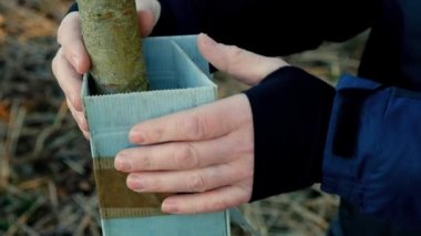 Growing tree seedlings.Hands of a man repairing a protective tube around a seedling. Forest renewal.Protection of nature and ecology.