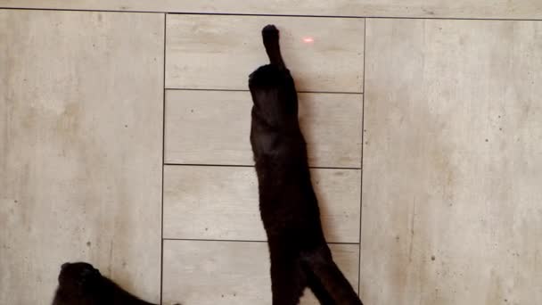 Kočka a zářící tečka. Černá kočka hraje s laserovým ukazovátkem — Stock video
