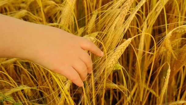 成熟的小麦。孩子的手触摸着小麦的耳朵。成熟的黄色小麦小穗特写。运动缓慢，小麦收获. — 图库视频影像