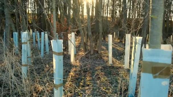 Ecological gardening.Earth Day. Forest renewal. Growing tree seedlings. Protection of nature and ecology.Tree seedlings in protective tubes in the forest in the sun. — Stock video