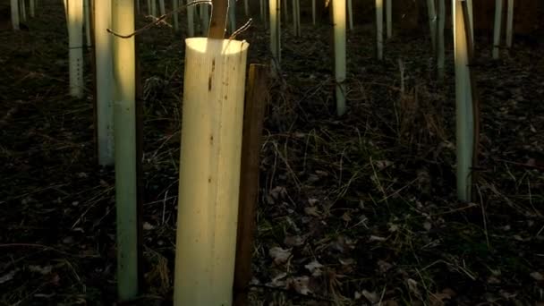 Growing tree seedlings. Protection of nature and ecology.Forest renewal. Tree seedlings in protective tubes in the forest in the sun. Ecological gardening.Earth Day. — Stock video