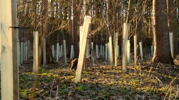 Growing tree seedlings. Tree seedlings in protective tubes in the forest — Stock video