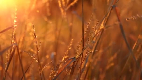 Autumn sunset.Autumn nature background. Field grass stems in orange sunset sunlight — Vídeos de Stock