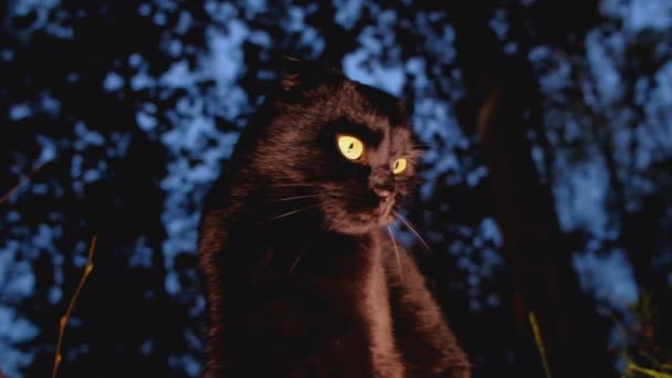 Simbolo di Halloween Gatto nero nella foresta nera. Gatto nero con occhi gialli in una foresta scura. — Video Stock