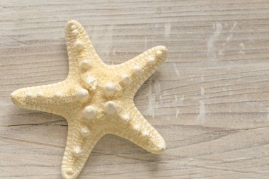 Deniz Yaz Duvar Kağıdı. bej rengi denizyıldızı beyaz, pejmürde, şık bir altyapısı var. Denizcilik dekorasyonu. Beyaz ve bej renkte bir arka plan.