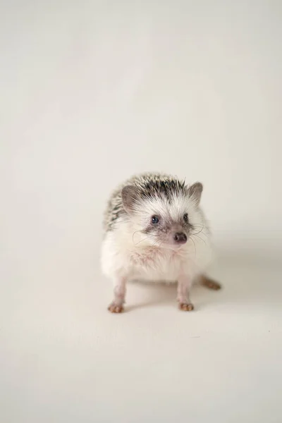 African pygmy hedgehog on a beige background.Domestic white-bellied hedgehog.prickly pet. Gray hedgehog with white spots. — Zdjęcie stockowe