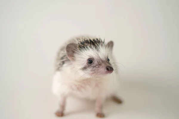 African pygmy hedgehog on a beige background. white-bellied hedgehog.prickly pet. Gray hedgehog with white spots. — стокове фото