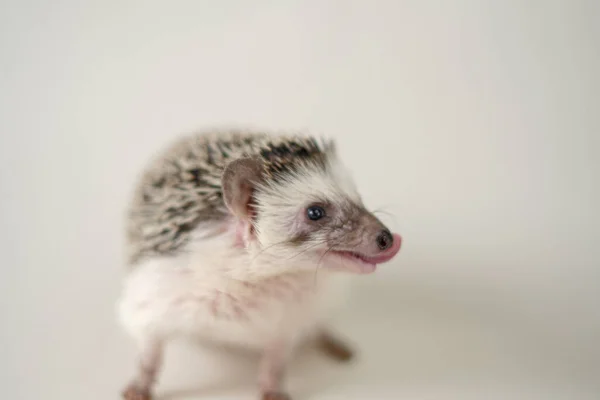 African pygmy hedgehog на бежевому задньому плані. Домашній білий животний hedgehog.prickly тварина. — стокове фото