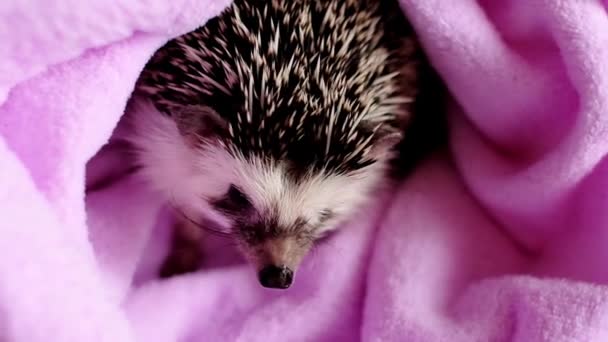 Hérisson après swimming.clean hérisson dans une serviette pourpre. Hérisson pygmée africain.Portrait de hérisson mignon .prickly animal de compagnie. — Video