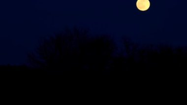 halloween moon background. Moonlight night.moon background. Round yellow moon over black bushes against a dark blue sky.