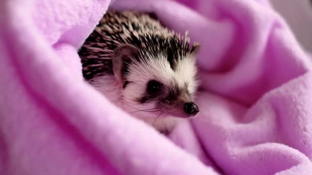 Clean hedgehog in a purple towel. Hedgehog after swimming. African pygmy hedgehog .prickly pet. — Stock Video