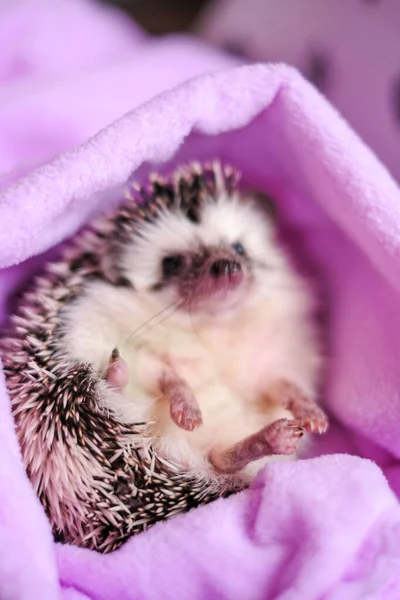 Hedgehog after swimming.prickly pet. clean hedgehog in a purple towel. Cute hedgehog portrait .African pygmy pet
