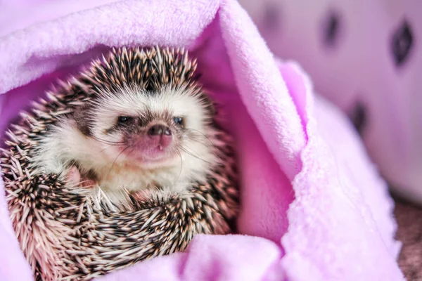 Hedgehog after swimming.prickly pet. clean hedgehog in a purple towel. Cute hedgehog portrait . Baby hedgehog.African pygmy pet