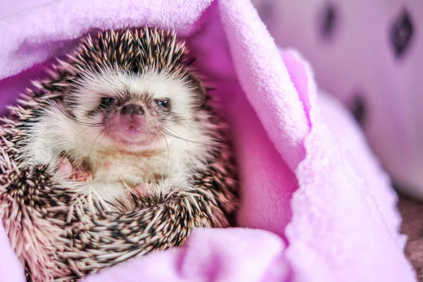 Hedgehog after swimming.prickly pet. clean hedgehog in a purple towel.Baby hedgehog.African pygmy pet