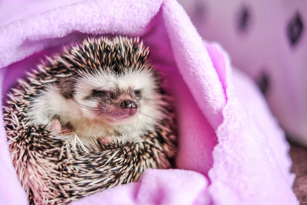 Hedgehog after swimming.prickly pet. clean hedgehog in a purple towel. hedgehog portrait . Baby hedgehog.