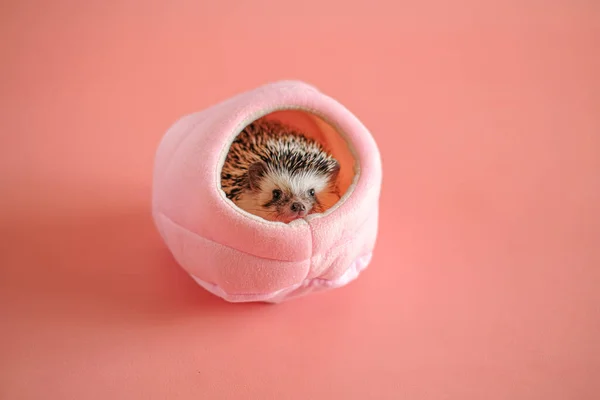 African hedgehog in in a pink soft house on a pink background.Cute little hedgehog.House for a hedgehog.