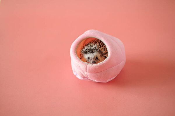 House for a hedgehog.African pygmy hedgehog in in a pink house on a pink background.Cute hedgehog