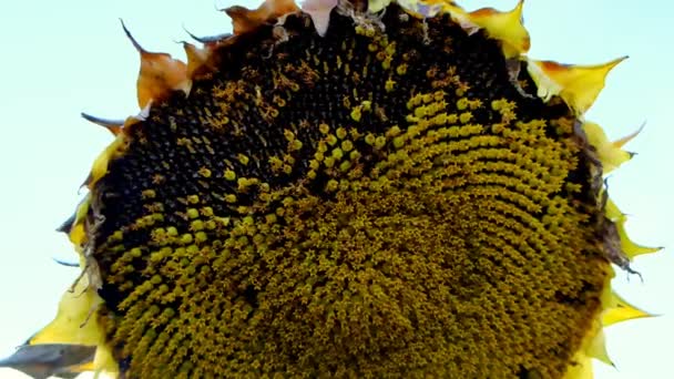 Olgun ayçiçekleri. ayçekirdeği. Ayçiçeği hasadı. Ayçiçeği bolluğu — Stok video