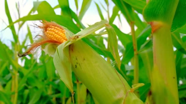 Maïsoogst. Rijp maïsaren in een maïsveld .Maïsmeel en meel grondstoffen — Stockvideo