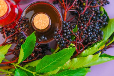 Sambucus şurubu. Mürver şurubu. Sambucus meyvesi. Mürver hasadı. Mürver böğürtlen dalları. Şişede şerbet ve mor bir arka planda bir demet mürver..