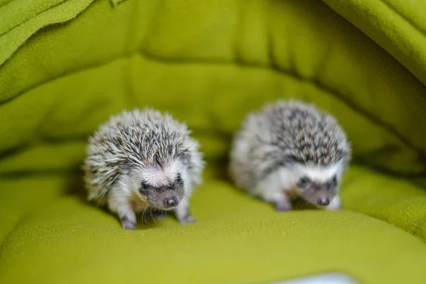 baby hedgehog in a green house.prickly pet.House for hedgehogs.African pygmy hedgehog.