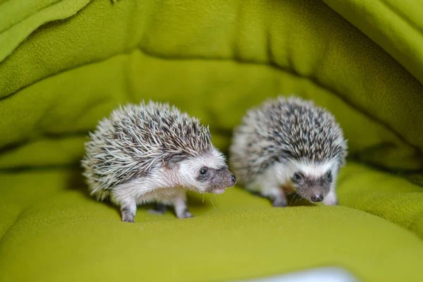 baby hedgehog in a green house.prickly pet.House for hedgehogs.African pygmy hedgehog. Gray hedgehog with white spots. Pets.