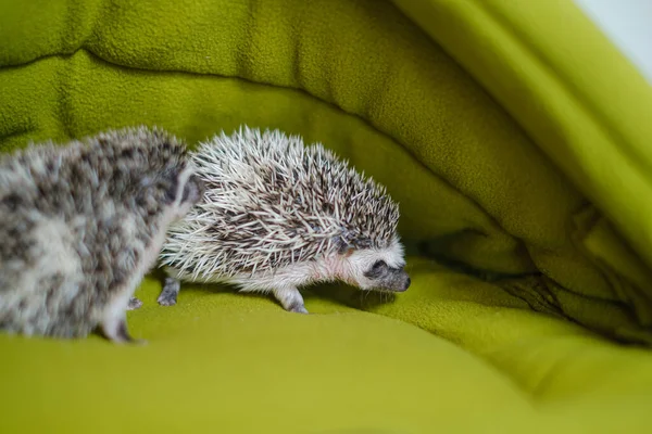 baby hedgehog in a green house.prickly pet.House for hedgehogs. pygmy hedgehog. Gray hedgehog with white spots. Pets.