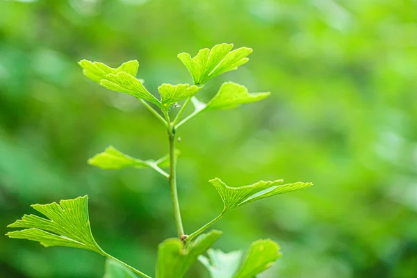 Ginko Planta Close Medicinal Verde Ginkgo Biloba Folha Fundo Desfocado — Fotografia de Stock