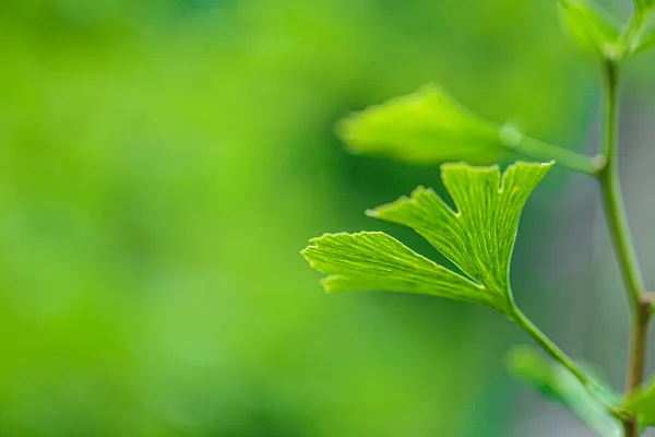 Ginkgo Biloba Növény Nyári Zöld Kertben Alternatív Gyógyászat Homeopátia Zöld — Stock Fotó