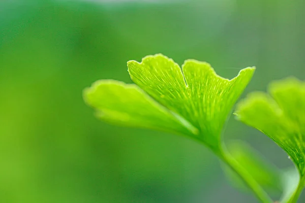 緑の背景にイチョウ 夏の緑の庭でイチョウの植物 代替医療とホメオパシー 緑の天然薬 銀杏の緑のクローズアップ 薬用植物 — ストック写真