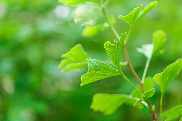 Ginkgo Biloba Лист Зеленом Размытом Фоне Ginkgo Билоба Растение Летом — стоковое фото