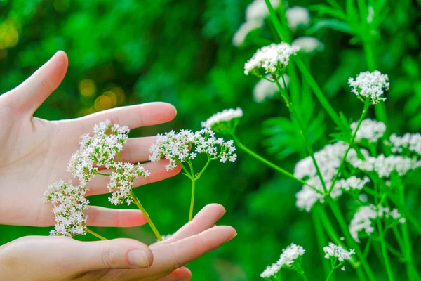 Valerian görevlisi.Kadınların elleri çiçek açan kedileri toplar. Yaz bahçesinde el kediotu çiçeklerine dokunur. Şifalı bitkiler. Valerian memurlarının çiçekleri. 
