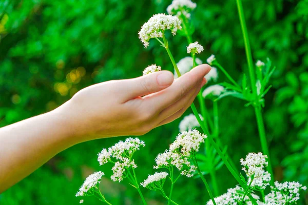 手は咲くバリアンを収集します 手は夏の庭でバレリアンの花に触れます 花やハーブを癒します — ストック写真