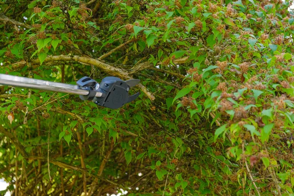 Kerti Teleszkópos Metsző Ágak Metszéséhez Magas Fák Metszése Kertben Teleszkópos — Stock Fotó