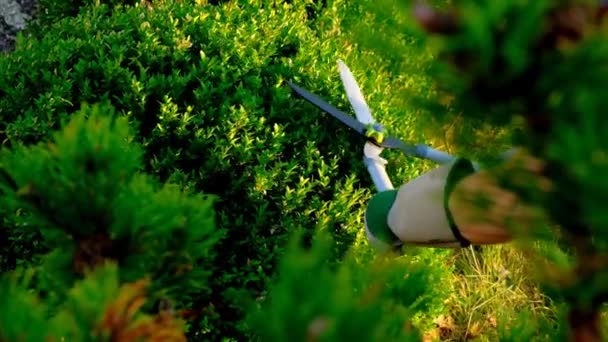 Przycinanie Boxwood Slow Motion Plant Przycinanie Cięcie Kształtowanie Boxwood Słonecznym — Wideo stockowe