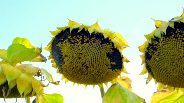 Ayçiçeği Hasadı Panorama Güneş Işınlarında Sıralanmış Ayçiçekleri Yüksek Kalite Görüntü — Stok video