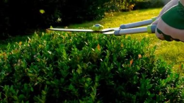 Bitki budama. Boxwood budama. Yuvarlak boxwood biçimi. Güneşli bir yaz bahçesinde ağaç kesme ve şekillendirme. Toprak budama. Erkek ellerinde bahçe makası. Bir kutu odun kesiyor.. 