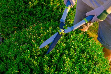Toptancı budama. Çiçek budama, işitme ve şekillendirme kutuları güneşli yeşil bir bahçe bahçesinde. Bahçe makası erkek elinde bir kutu odun kesiyor. Bitki oluşumu konsepti için bir araç.. 