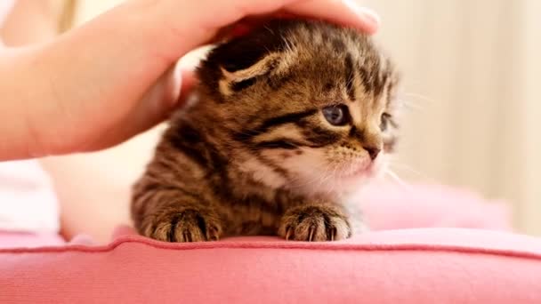 Kitten Baby Childrens Hand Strelen Een Kitten Klein Gestreept Katje — Stockvideo