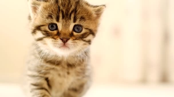 Schotse Vouw Tabby Kitten Een Beige Tapijt Een Lichte Kamer — Stockvideo