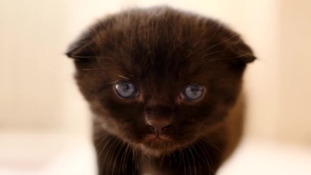 Kitten Mews Meisjes Van Een Klein Katje Huiskat Pet Black — Stockvideo