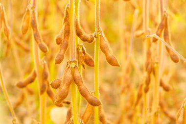 Olgun soya tohumları güneş ışınlarına yakın çekim yaparlar. Tarım ve tarım. Organik gıda yetiştirirler. Olgun soya fasulyesi tarlası. soya tarlası